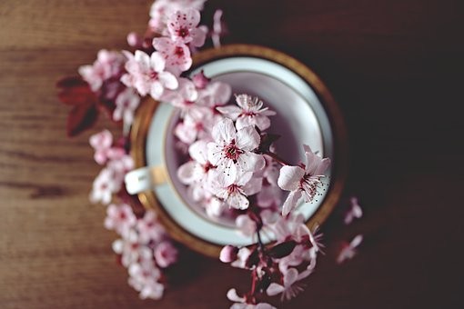 季節の花を撮影するカメカフェ